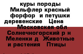 куры породы Мильфлер(красный форфор) и петушки деревенские › Цена ­ 4 000 - Московская обл., Солнечногорский р-н, Меленки д. Животные и растения » Птицы   